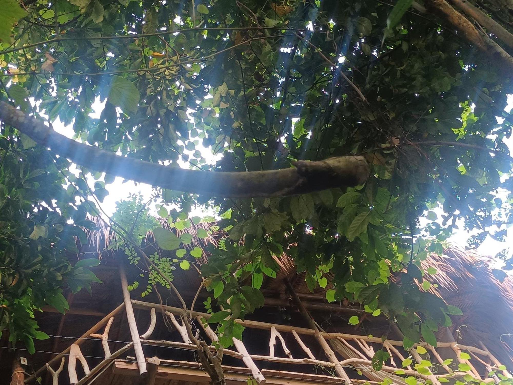 Sierra Tayrona Hostel 엘 자이노 외부 사진